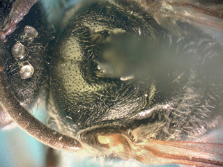 Lasioglossum birkmanni F 072871, center scutum