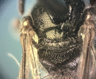 Lasioglossum birkmanni F 072871, dorsum
