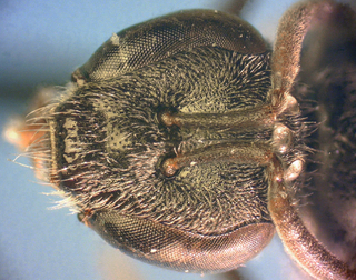 Lasioglossum birkmanni F 072871, face