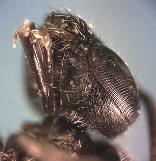 Lasioglossum birkmanni F 072871, hypostomal ridge and cheek striations