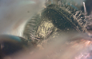 Lasioglossum birkmanni F 072871, propodial carina