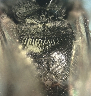 Lasioglossum birkmanni F 072871, rear propodeum