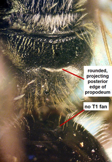 Lasioglossum versans F 072917, rounded prop edge-labeled