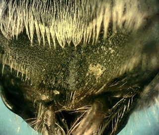 Osmia collinsiae M 11 8783, S4 furrow blk hairs