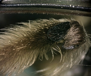Andrena dunningi F NPS09, brown-washed tibial hairs