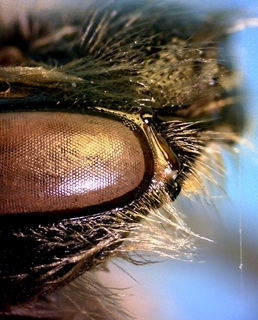 Andrena heraclei F NPS09, ext short malar space
