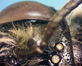Andrena heraclei F NPS09, fovea