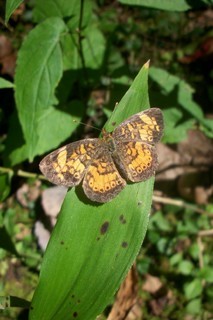 Phyciodes tharos, Pearl Cresent Butterfly