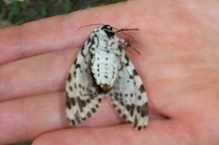 Ecpantheria scribonia, Giant Leopard Moth