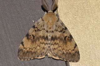 Lymantria dispar, Gypsy Moth