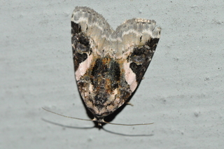 Pseudeustrotia carneola, Pink-barred Lithacodia Moth