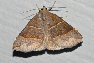 Parallelia bistriaris, Maple Looper Moth