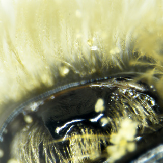 Andrena perplexa, female, bidentate clypeus