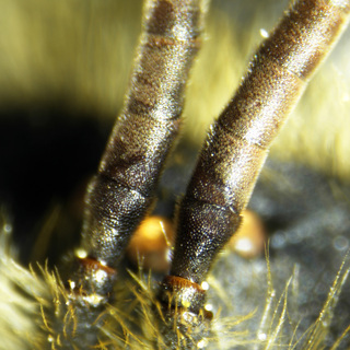 Andrena perplexa, female, f1 f2