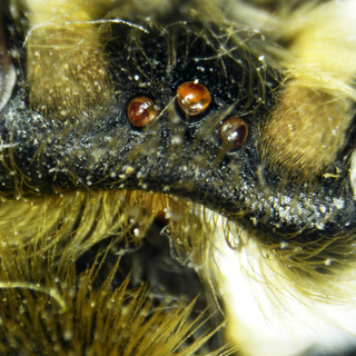 Andrena perplexa, female, fovea ocelli