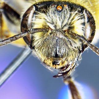 Andrena perplexa, female, head fovea