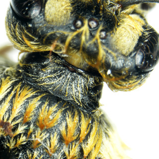 Andrena perplexa, female, head thorax