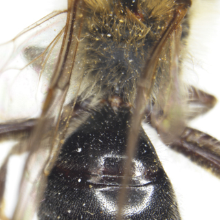 Andrena pruni, male, T1-2, propodeal triangle