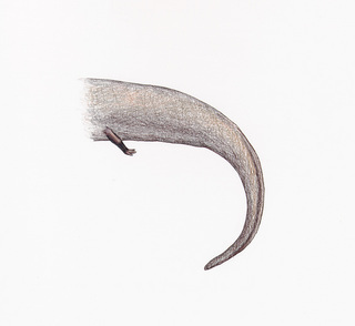 Amphiuma tridactylum, foot, rear toe three