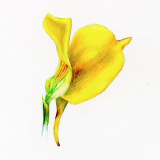 Utricularia subulata, flower