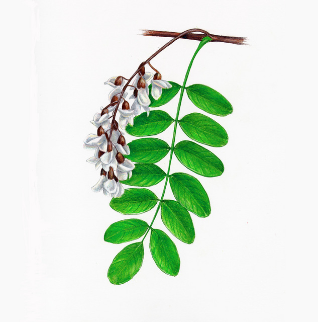 Robinia pseudoacacia, _leaf_and_flower, I_DL437