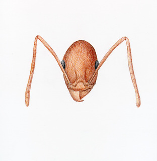 Aphaenogaster boulderensis