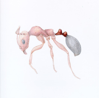 Aphaenogaster uinta