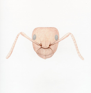 Camponotus bakeri