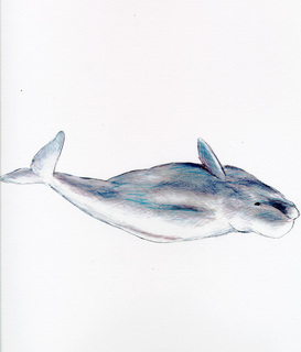 Delphinapterus leucas
