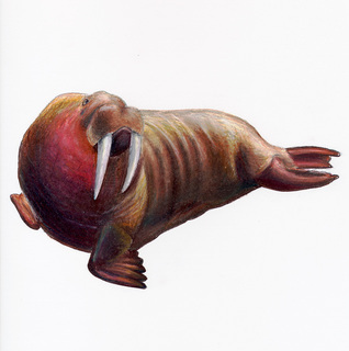 Odobenus rosmarus, Walrus