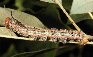 Anisota virginiensis, larva