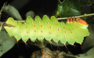 Antheraea polyphemus, larva