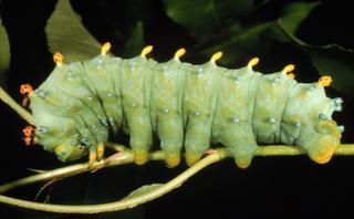 Hyalophora cecropia, larva