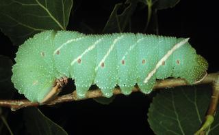 Pachysphinx modesta, larva