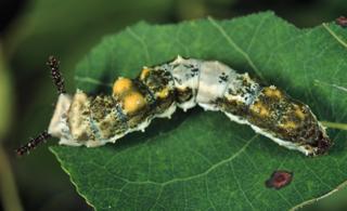 Limenitis archippus, larva