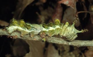 Limenitis arthemis astyanax, larva