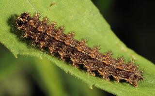 Phyciodes tharos, larva