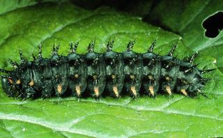 Speyeria aphrodite, larva