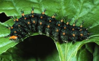 Speyeria cybele, larva
