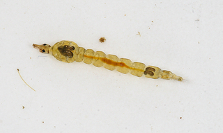 Chaoborus trivittatus larva