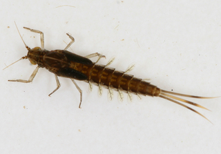 Pseudocloeon propinquum, female larva