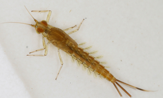 Pseudocloeon propinquum, male larva