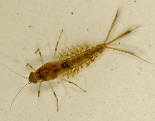 Callibaetis fluctuans larva