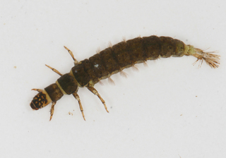 Hydropsyche morosa larva