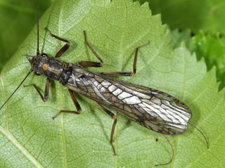 Isogenoides hansoni adult female