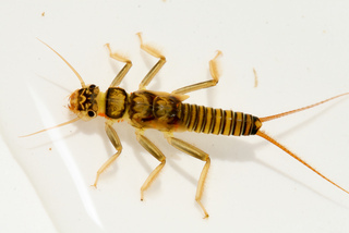 Isogenoides hansoni larva