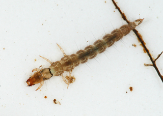 Rhyacophila invaria larva