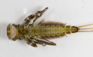 Stenacron interpunctatum larva, ventral view