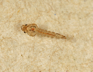 Mochlonyx cinctipes Larva