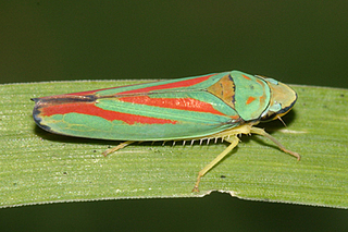 Graphocephala picta